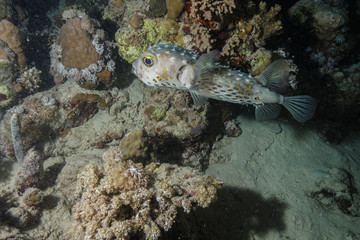 Puffer fish at the Red Sea, Egypt