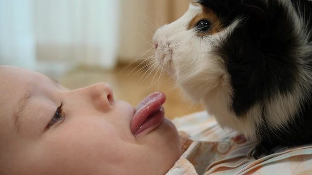 Closeup child little girl playfully lick tongue guinea pig pet fur muzzle