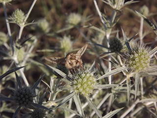 The butterfly on a flower nettle