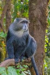 Blue Monkey in the African rain forest