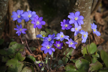 Close up of purple violet flowers (Hepatica nobilis, Common Hepatica, liverwort, kidneywort, pennywort, Anemone hepatica)