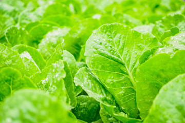 Fresh organic green leaves cos romaine lettuce salad plant in hydroponics vegetables farm system