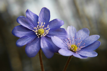 Close up of purple violet flowers (Hepatica nobilis, Common Hepatica, liverwort, kidneywort, pennywort, Anemone hepatica)