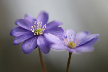 Close up of purple violet flowers (Hepatica nobilis, Common Hepatica, liverwort, kidneywort, pennywort, Anemone hepatica)