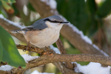 Nuthatch on a branch in Sweden