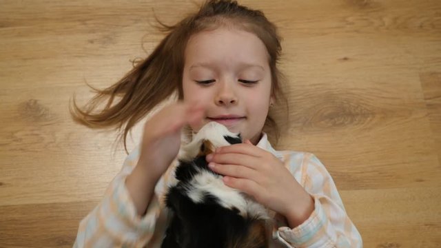 Top view child little girl plays strokes guinea pig pet lying on the floor