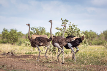 African Ostrich in Kruger National park, South Africa ; Specie Struthio camelus family of Struthionidae