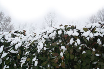Red robin Photinia hedge covered by snow in the garden in winter