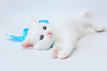 white kitten Scottish straight on white background