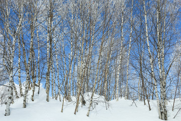 Frost covered birch trees in blue sky winter background on the top of Causasus mountains in Mestia, Svaneti (Svanetia) region of Georgia