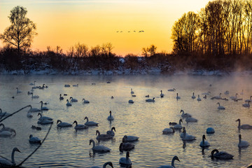 wild swans on the lake at sunset