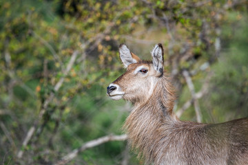 Common Waterbuck female portrait in Kruger National park, South Africa ; Specie Kobus...