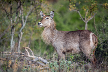 Naklejka na ściany i meble Common Waterbuck female in green bush in Kruger National park, South Africa ; Specie Kobus ellipsiprymnus family of Bovidae