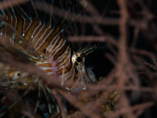 Eye of the lion fish