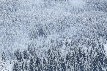 Snow covered fir trees in Causasus mountains with white clouds in Mestia, Svaneti (Svanetia) region of Georgia