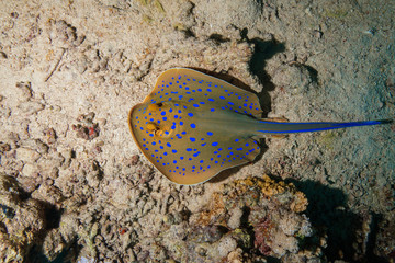 Blue Spotted Stingray at the Red Sea Egypt