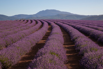 Fototapeta na wymiar Bridestowe Lavender Farm, Tasmania