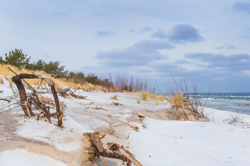 Beautiful landscape of Baltic sea dunes covered with snow and interesting shapes of tree trunks under the blue cloudy sky.