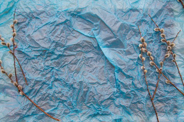 Pussy willow twigs on blue crumpled background