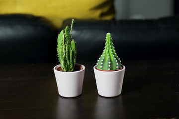 Small cute cacti succulents in light pink pots for interior  plant decoration in the room with a yellow pillow in the background