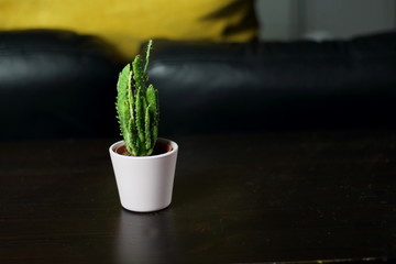 Small cute cacti succulents in light pink pots for interior  plant decoration in the room with a yellow pillow in the background