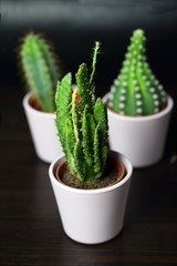 Small cute cacti succulents in light pink pots for interior  plant decoration in the room with a yellow pillow in the background