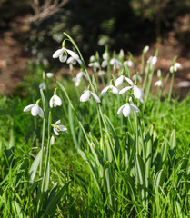 snowdrops in forest