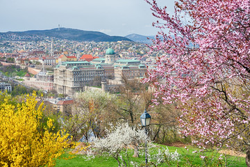 Royal Palace view among blooming trees in springtime, Budapest