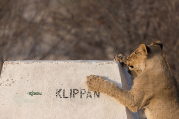 young wildlife lion looking for Klippan waterhole in Etosha park © Pascal Halder