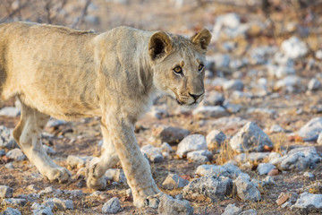 Fototapeta na wymiar portrait of young wildlife lion walking on stony savanna ground