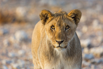Obraz na płótnie Canvas front view portrait of young lion in wildlife