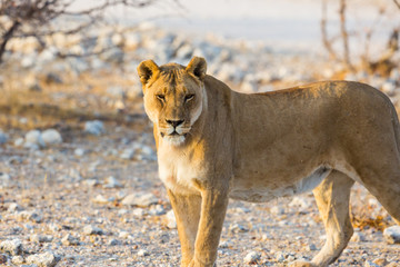 wildlife lioness standing in savanna in sunshine