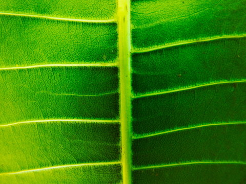 Focus sur une feuille tropicale