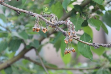 cobweb on a branch