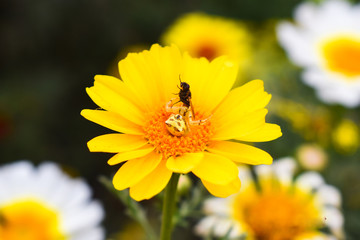 a spider catches a house fly on daisy