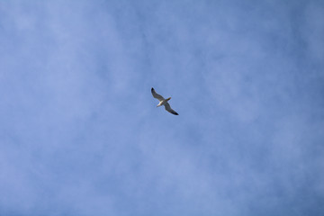 flying in the sky,seagull,sky,bird,animal,nature,view,gull,freedom,plane,white