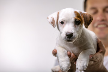Horizontal portrait of handsome cheerful man holds jack russell terrirer, has glad expression