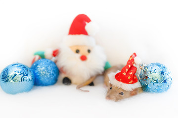 decorative cute brown rat   with a Christmas decor and Santa Claus. The rat is a symbol Of the new year 2020