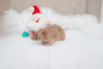 decorative cute brown rat around with a Christmas decor and Santa Claus. The rat is a symbol Of the new year 2020