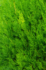 Obraz premium Spruce twig background in summer close-up shot