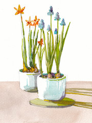 flower plant in pot watercolor