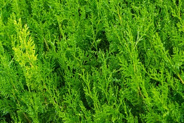 Spruce twig background in summer close-up shot