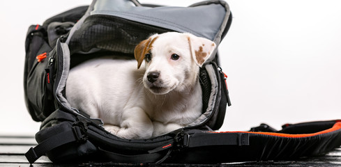 Little cute dog sits in a black bag and looking forward - Jack Russell Terrier
