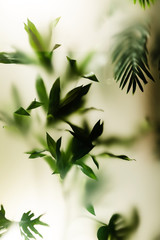 Green leaves texture background, Natural background and wallpaper