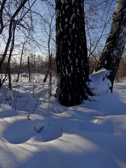 winter forest