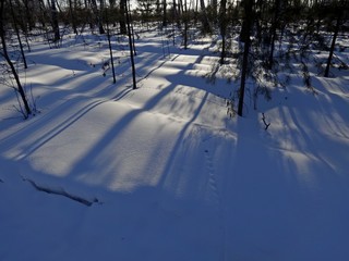 winter shadows in the forest