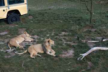 Lions lying in the grass