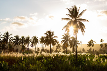 Fototapeta na wymiar Sunset on coconut and sugar canne plantation near Achada Fazenda in Santiago Island in Cape Verde - Cabo Verde