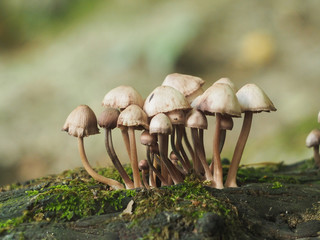 A handful of small mushrooms 
