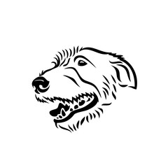 Irish wolfhound dog - isolated